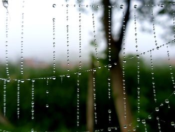 Close-up of wet spider web on plants