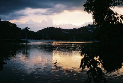 Swan swimming in lake against sky during sunset