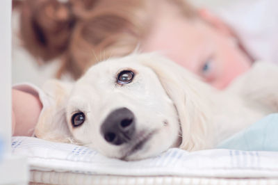 Close-up portrait of dog lying down on bed