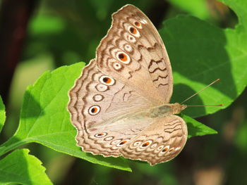 Close-up of butterfly on plant