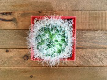 High angle view of potted plant