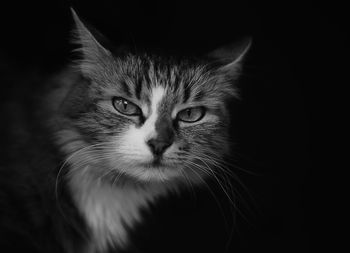 Close-up portrait of cat