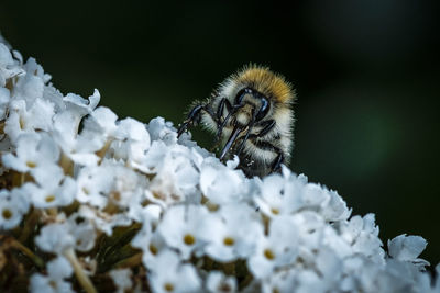 Close-up of bee on white flower