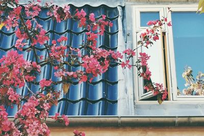 Low angle view of pink flowering plants by building