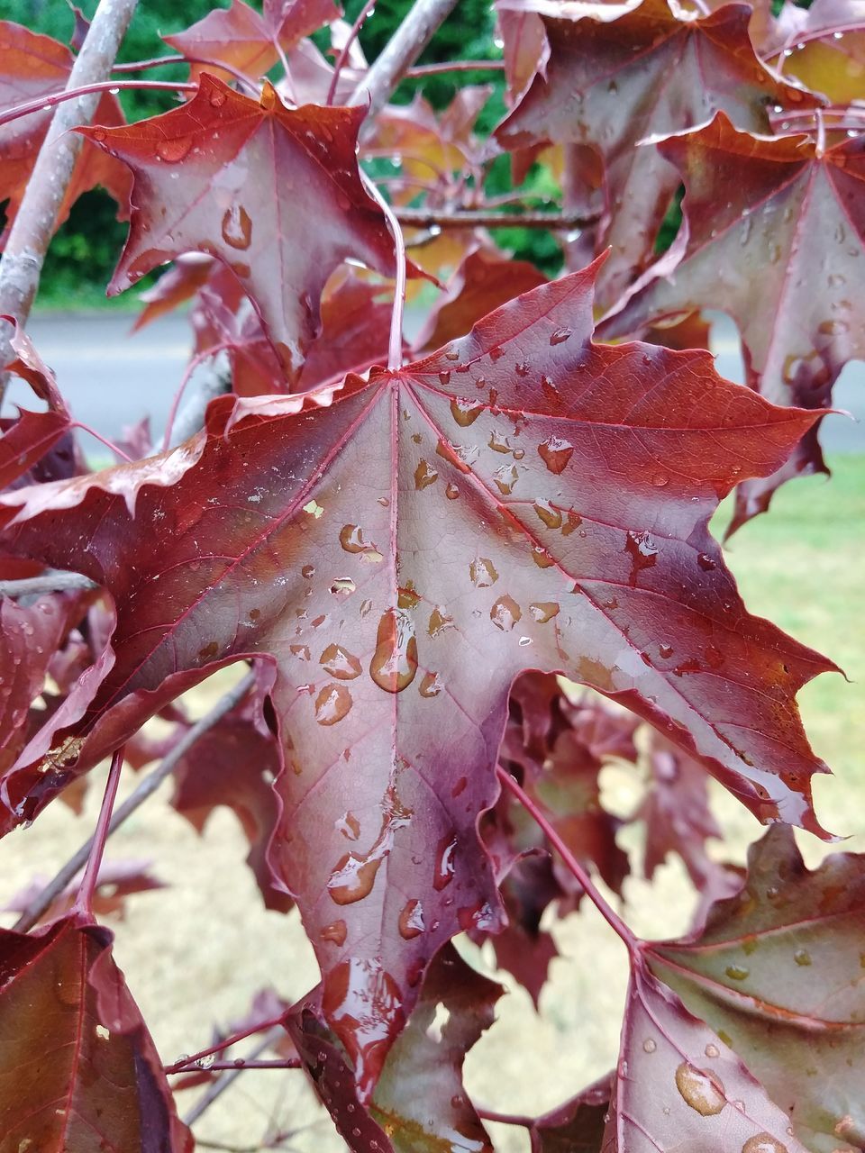 CLOSE-UP OF WET AUTUMN LEAVES