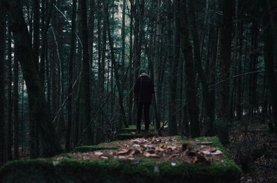 Silhouette of trees in forest