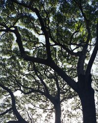 Low angle view of tree in forest