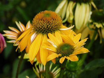 Close-up of yellow flower