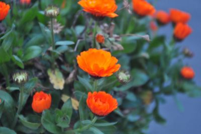 Close-up of marigold blooming outdoors