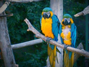 Close-up of parrot