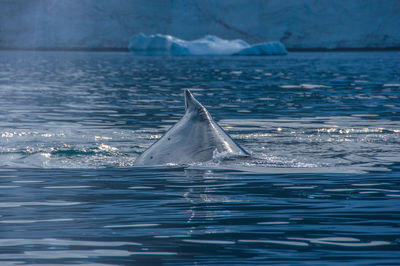 View of swimming in sea