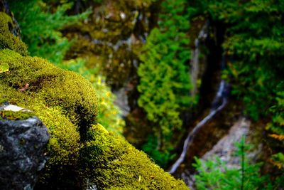 Moss growing on rocks in forest