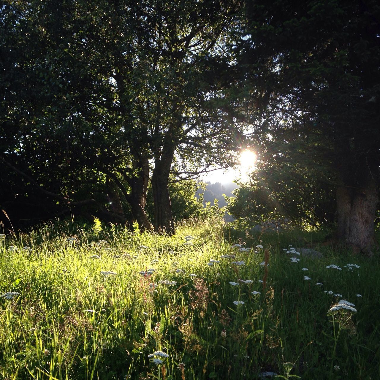 grass, growth, tree, tranquility, field, nature, beauty in nature, sun, tranquil scene, sunlight, green color, grassy, plant, scenics, lens flare, outdoors, no people, sunbeam, landscape, sky