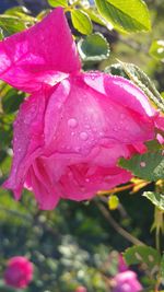 Close-up of pink flower