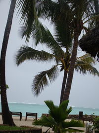 Palm tree by sea against clear sky