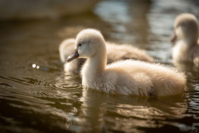 Close-up of swan swimming in lake