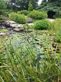 View of water lilies in park