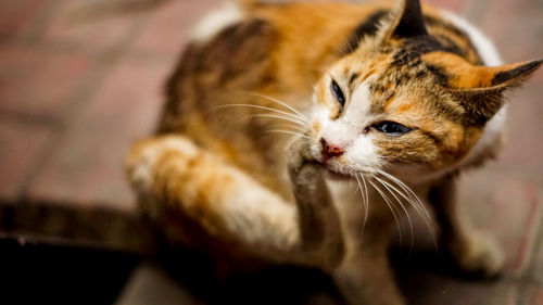 Close-up of kitten