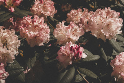 Close-up of pink flowering plants