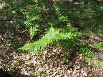 High angle view of tree growing in forest
