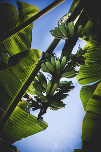 Low angle view of tree against sky