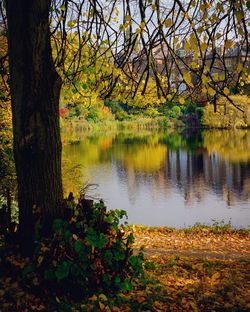 Reflection of trees in water