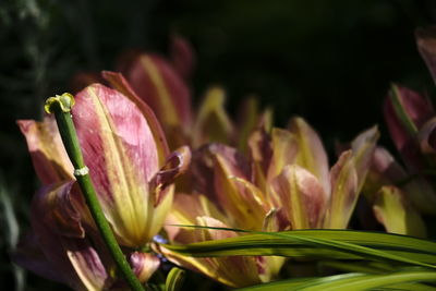 Close-up of pink flower buds