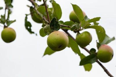 Close-up of fruits growing on tree