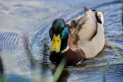 Close-up of mallard duck swimming in lake