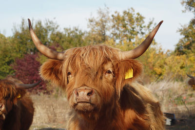 Cows on field