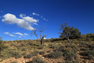 Low angle view of trees against blue sky