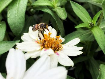 Close-up of bee on flower