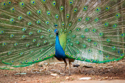 View of peacock