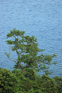 High angle view of tree by lake