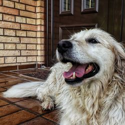 Close-up of a dog against the wall