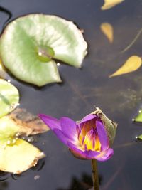 Close-up of lotus water lily in pond