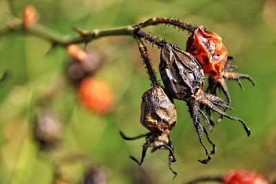Close-up of dried rose hips on branch