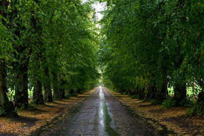 Road amidst trees