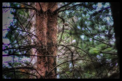 Low angle view of trees against sky