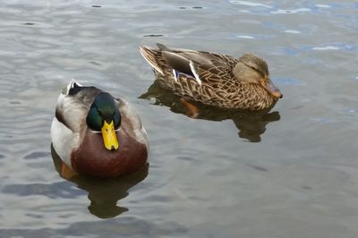 Ducks in the lake