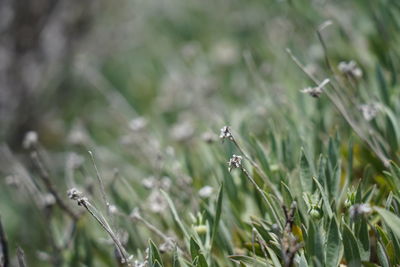 Close-up of flowering plant on field