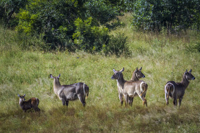 Horses in a field