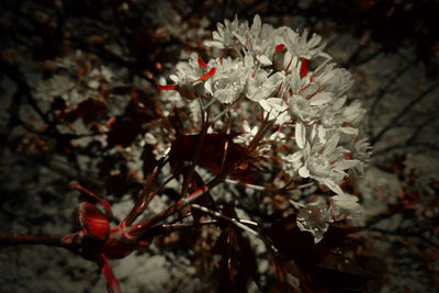 Close-up of red flowering plant