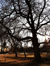 Trees on beach against sky