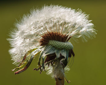 Close-up of wilted thistle