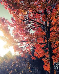 Low angle view of trees