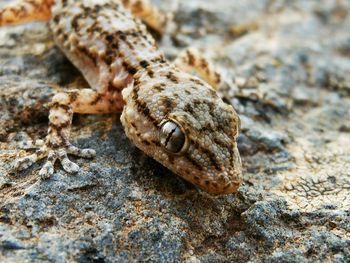 Close-up of lizard on rock