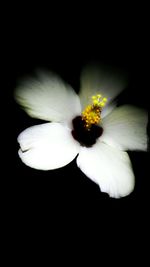 Close-up of white flower against black background