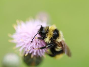 Close-up of honey bee on flower