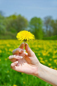 Cropped hand holding yellow flower on field